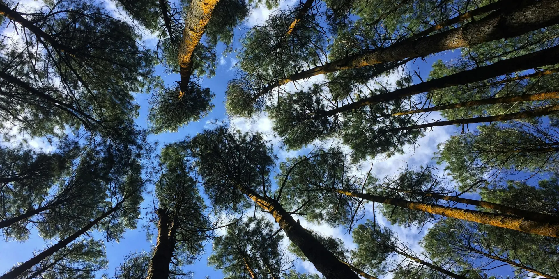 Andalusia introduces a new environmental management law 